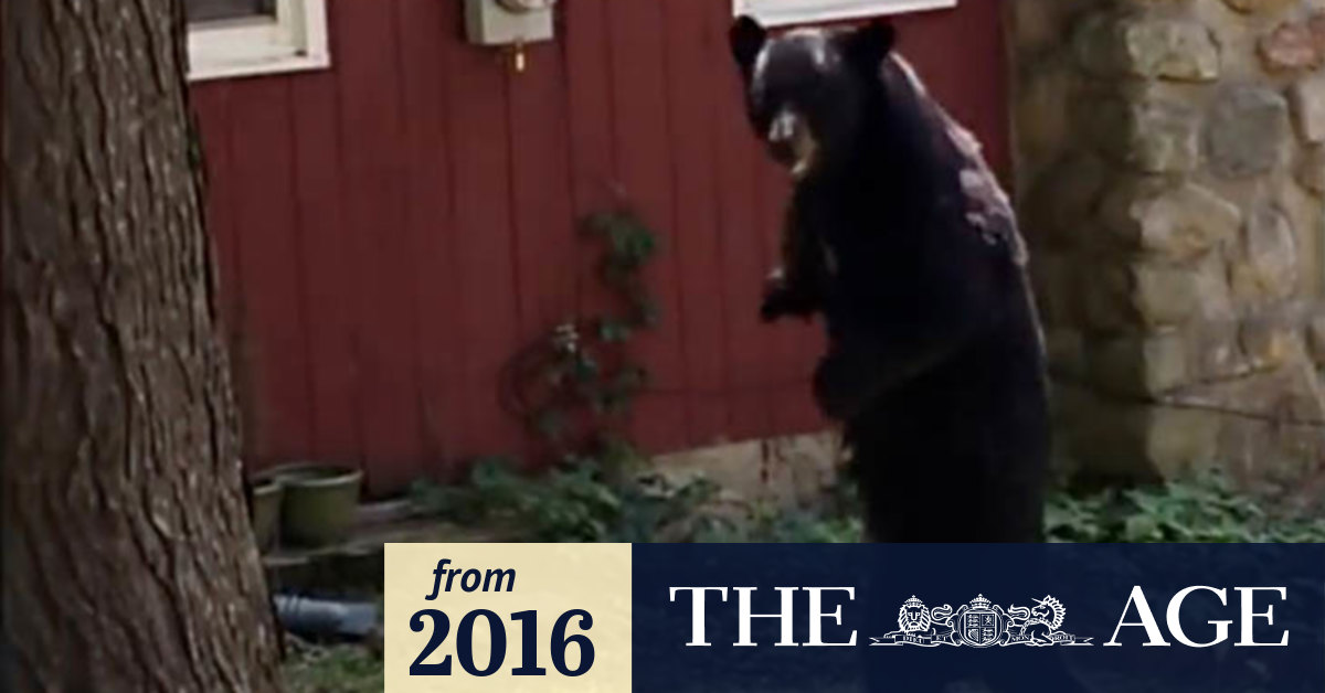 Video Pedals the bear killed?